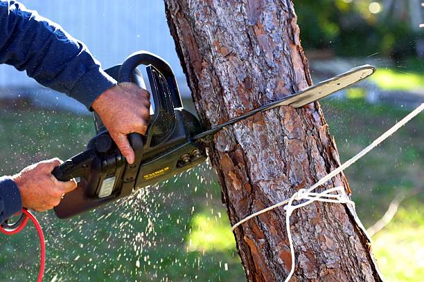 Professional Tree Care in Marianne, PA