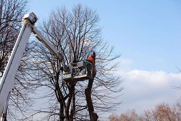 Best Emergency Tree Removal  in Marianne, PA