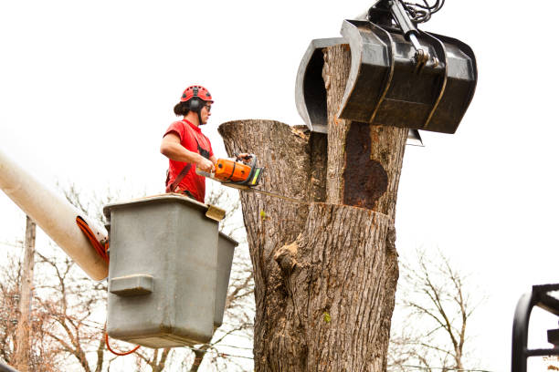 Best Storm Damage Tree Cleanup  in Marianne, PA