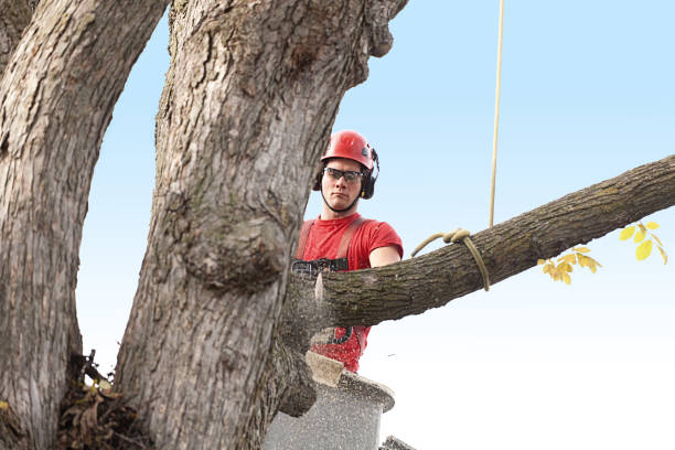 Best Palm Tree Trimming  in Marianne, PA